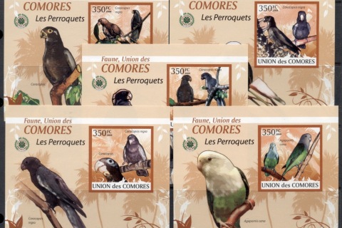 Comoro-Is-2009-Birds_66