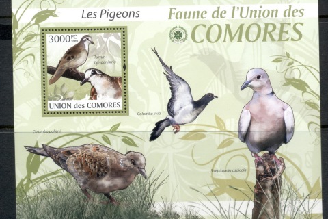 Comoro-Is-2009-Birds_68