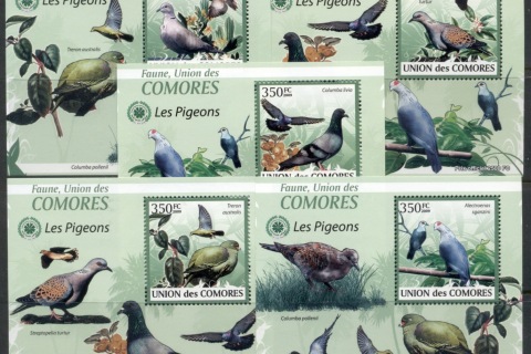 Comoro-Is-2009-Birds_69