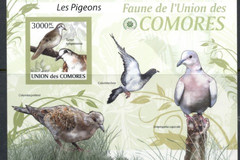 Comoro-Is-2009-Birds_71