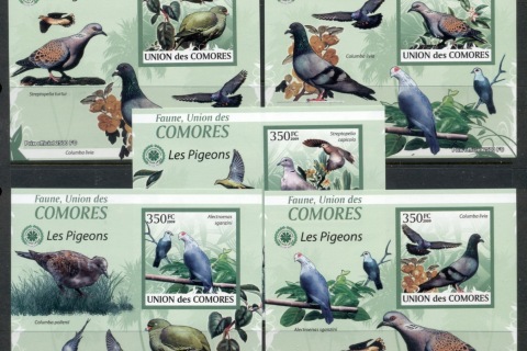 Comoro-Is-2009-Birds_72