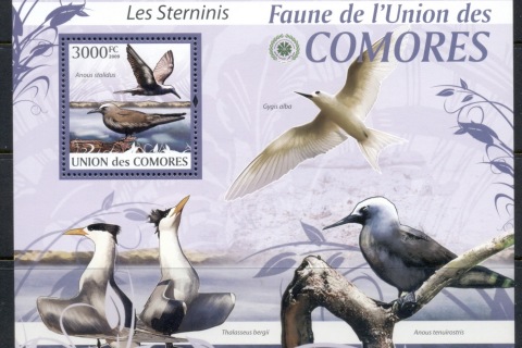 Comoro-Is-2009-Birds_74