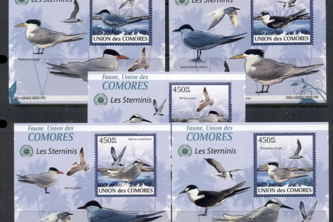 Comoro-Is-2009-Birds_75