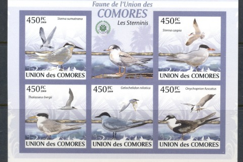 Comoro-Is-2009-Birds_76