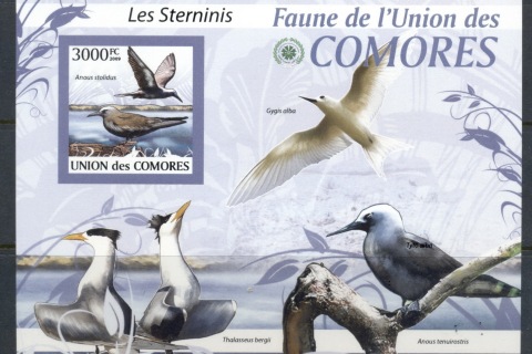 Comoro-Is-2009-Birds_77