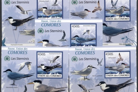 Comoro-Is-2009-Birds_78