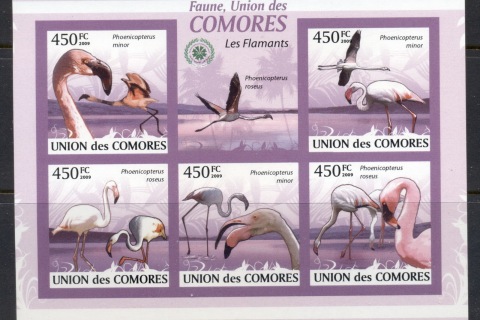 Comoro-Is-2009-Birds_79