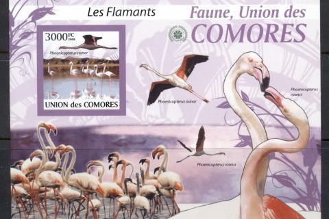 Comoro-Is-2009-Birds_80
