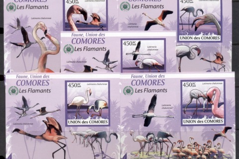 Comoro-Is-2009-Birds_81