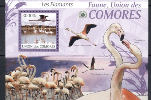 Comoro-Is-2009-Birds_83