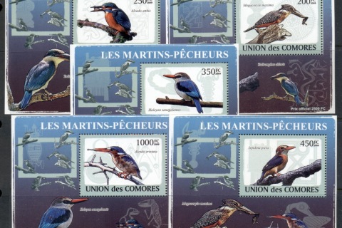 Comoro-Is-2009-Birds_84