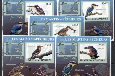 Comoro-Is-2009-Birds_85