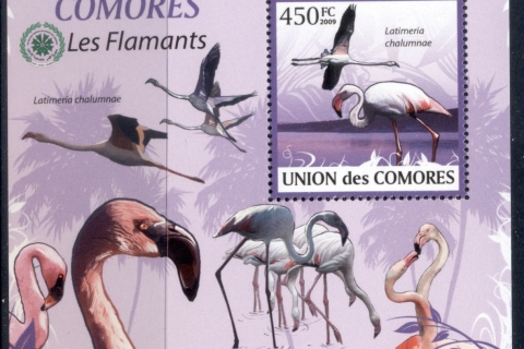 Comoro-Is-2009-Birds_86