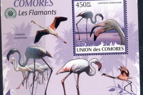 Comoro-Is-2009-Birds_87