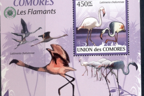 Comoro-Is-2009-Birds_88