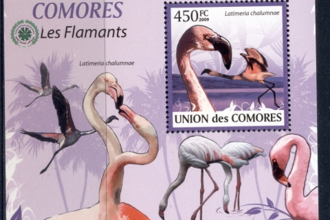 Comoro-Is-2009-Birds_89