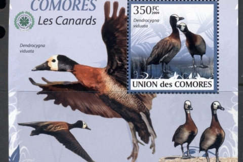 Comoro-Is-2009-Birds_90
