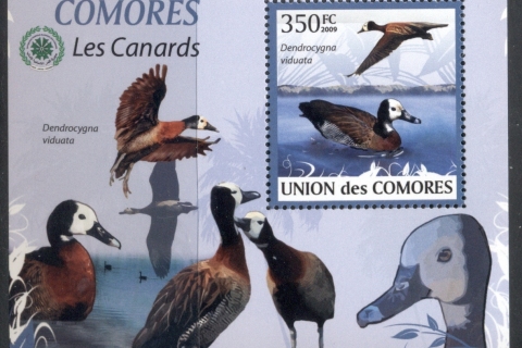 Comoro-Is-2009-Birds_91