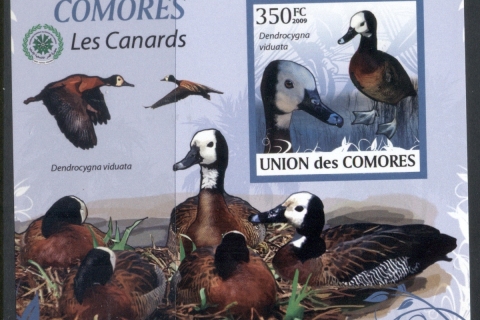 Comoro-Is-2009-Birds_92