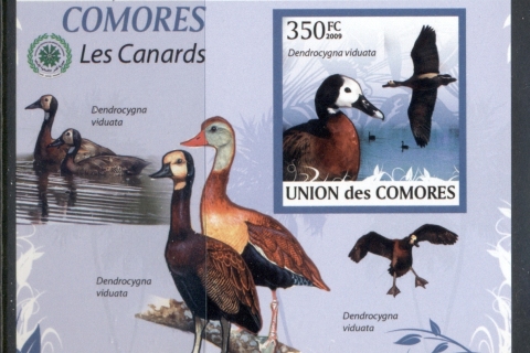 Comoro-Is-2009-Birds_93