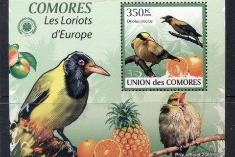 Comoro-Is-2009-Birds_94