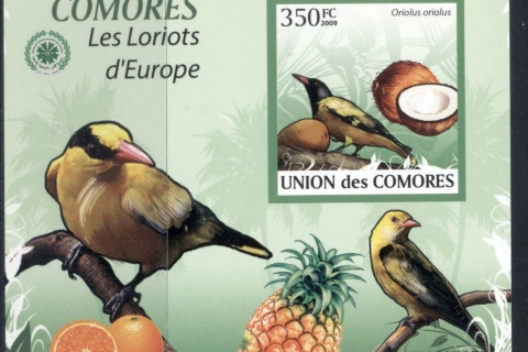 Comoro-Is-2009-Birds_95