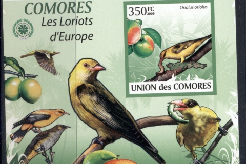 Comoro-Is-2009-Birds_96
