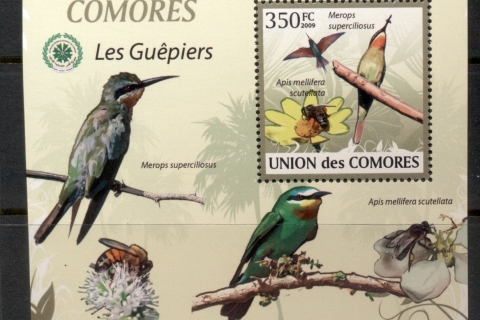 Comoro-Is-2009-Birds_97