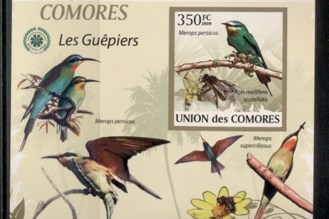 Comoro-Is-2009-Birds_98