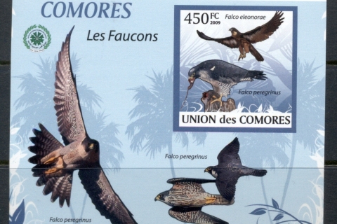 Comoro-Is-2009-Birds_99