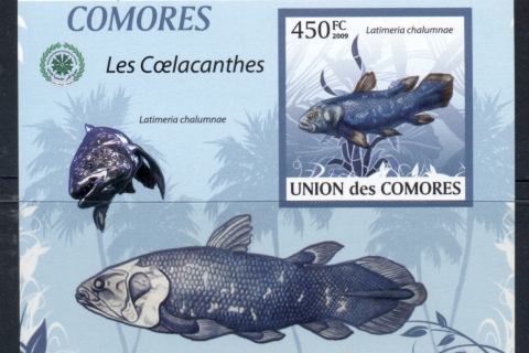 Comoro-Is-2009-Fauna-of-the-Comoro-Is_15