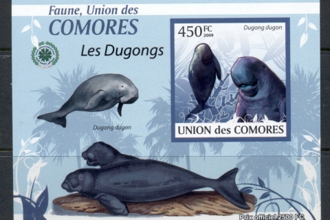 Comoro-Is-2009-Fauna-of-the-Comoros_10