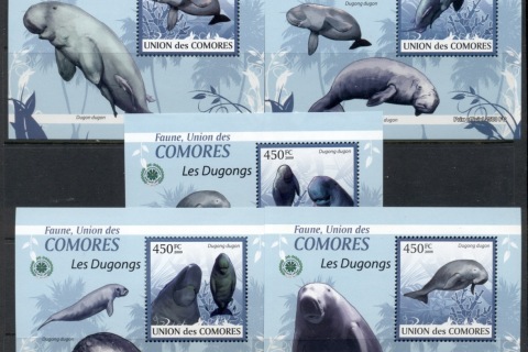 Comoro-Is-2009-Fauna-of-the-Comoros_2