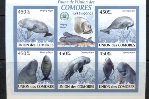 Comoro-Is-2009-Fauna-of-the-Comoros_7