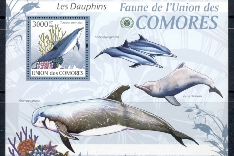 Comoro-Is-2009-Marine-Life