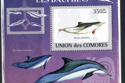 Comoro-Is-2009-Marine-Life_14