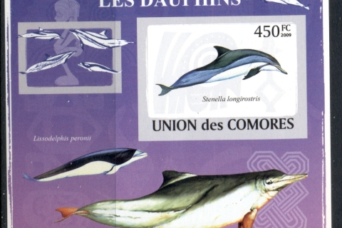 Comoro-Is-2009-Marine-Life_18