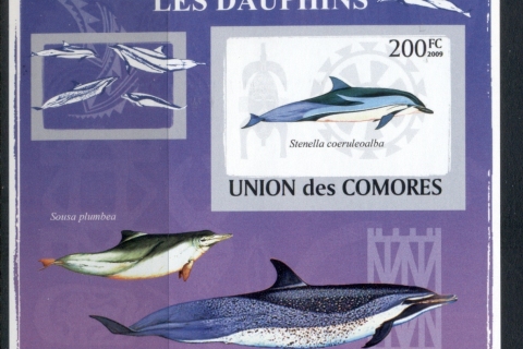 Comoro-Is-2009-Marine-Life_19