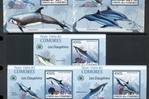 Comoro-Is-2009-Marine-Life_2