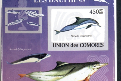 Comoro-Is-2009-Marine-Life_20