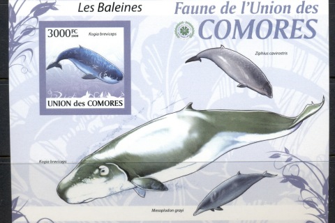 Comoro-Is-2009-Marine-Life_21