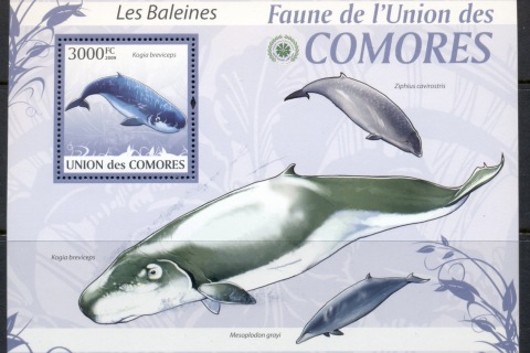 Comoro-Is-2009-Marine-Life_22