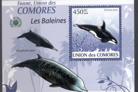 Comoro-Is-2009-Marine-Life_25