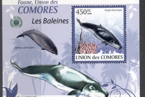 Comoro-Is-2009-Marine-Life_26