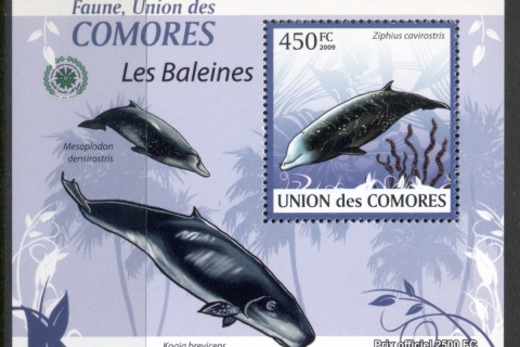 Comoro-Is-2009-Marine-Life_27