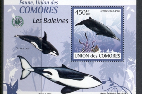 Comoro-Is-2009-Marine-Life_28