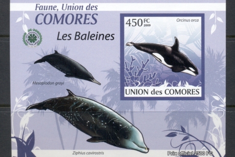 Comoro-Is-2009-Marine-Life_29