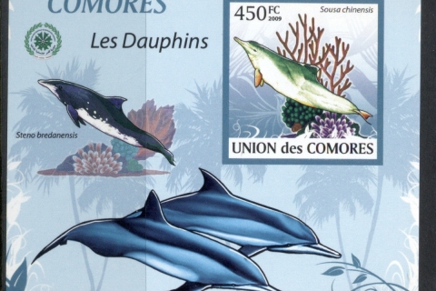 Comoro-Is-2009-Marine-Life_3