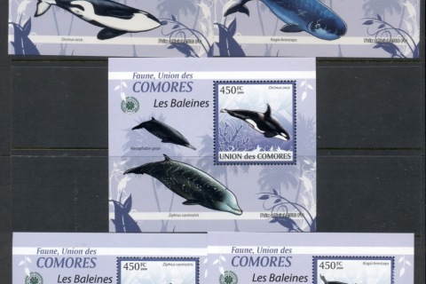 Comoro-Is-2009-Marine-Life_30