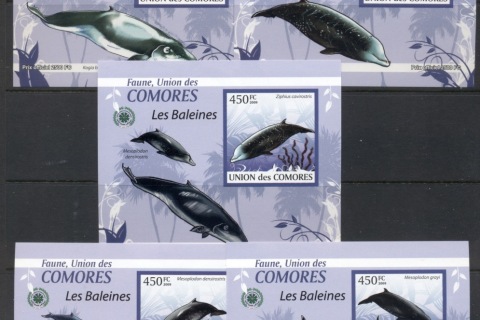 Comoro-Is-2009-Marine-Life_31